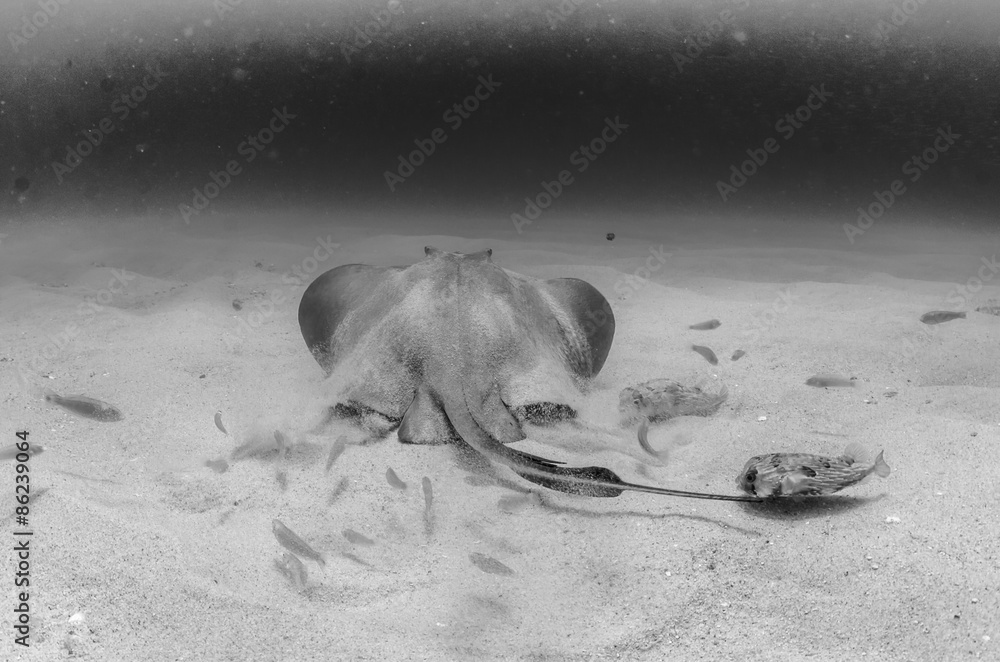 Fototapeta premium stingray, Cabo Pulmo