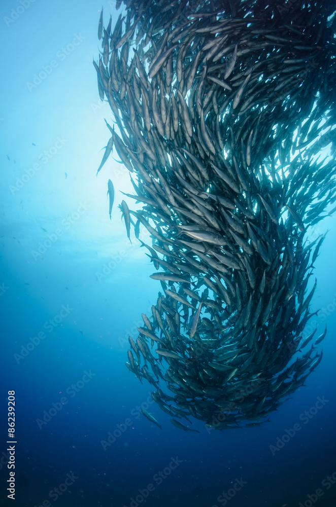 Fototapeta premium Trevally school, Mexico.