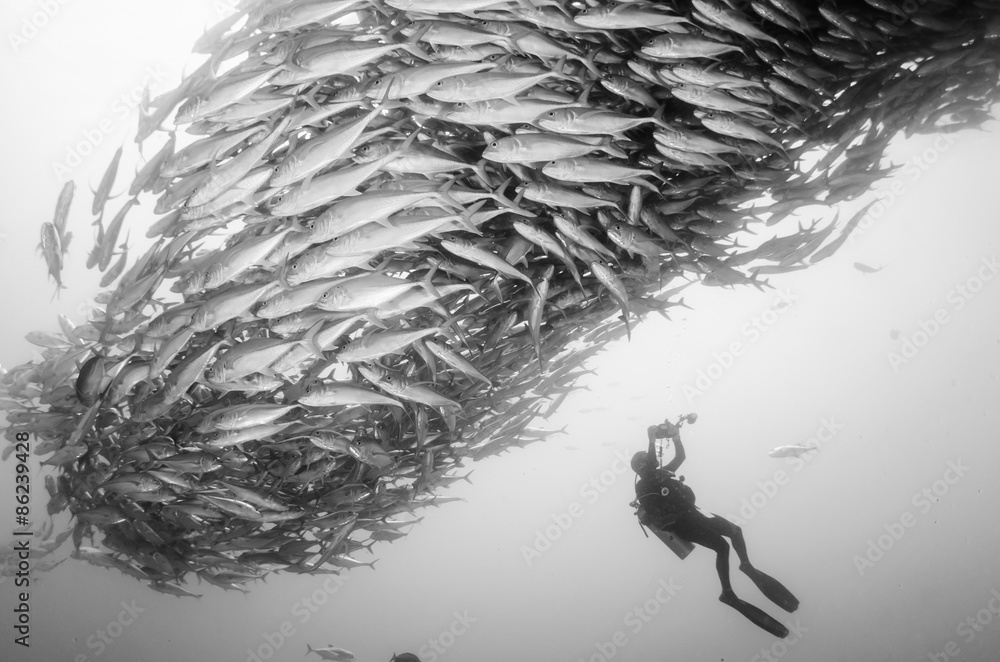 Fototapeta premium Trevally school, Mexico.
