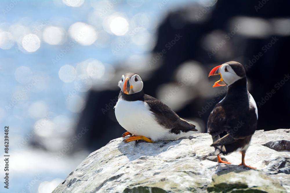 Fototapeta premium Atlantic puffins, Farne Islands Nature Reserve, England