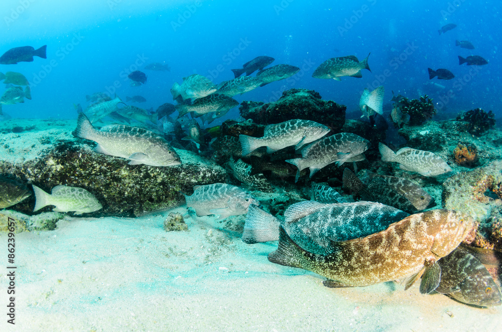Fototapeta premium Leoperd grouper, Mexico.