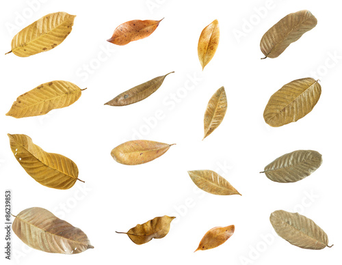  collection dry leaves isolated on white background.