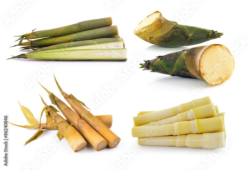 Photos Bamboo shoot on white background