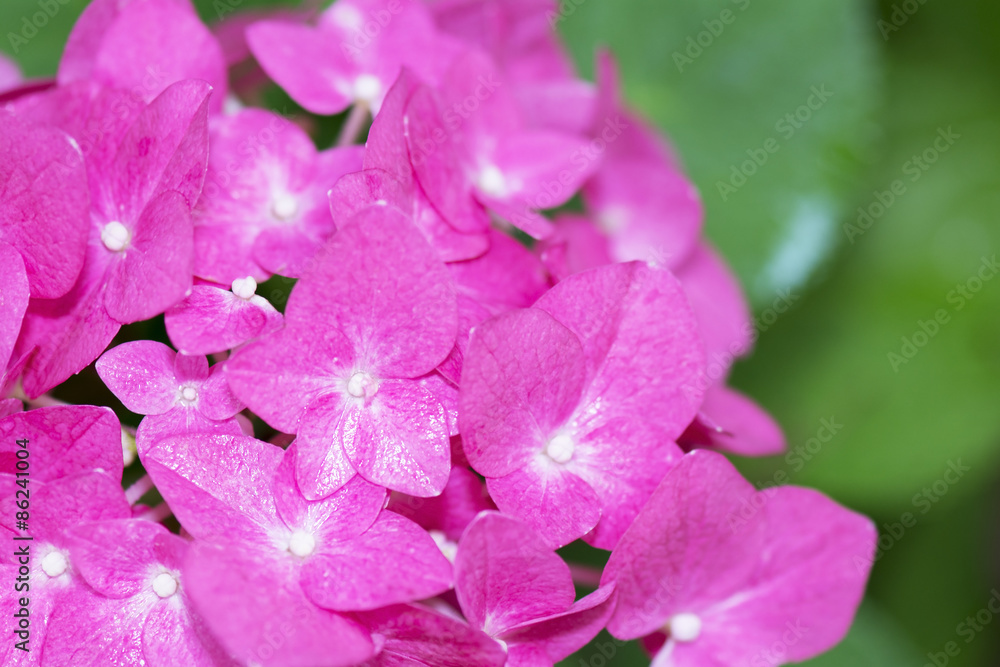 Close up Pink Hydrangea on Green Background