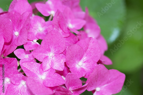 Close up Pink Hydrangea on Green Background