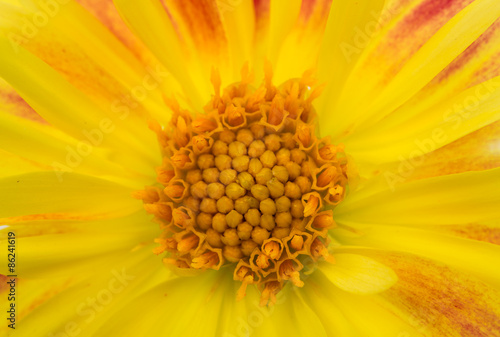 yellow dahlia