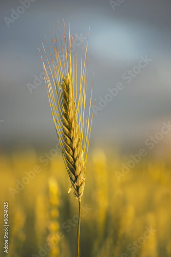 wheat in evening sunhine