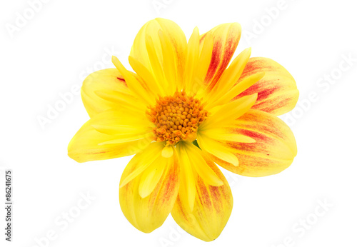 yellow dahlia