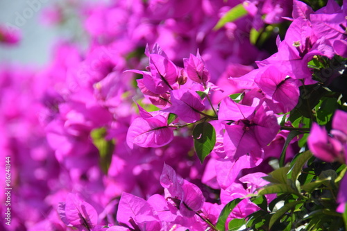 Fototapeta Naklejka Na Ścianę i Meble -  Bugambilias