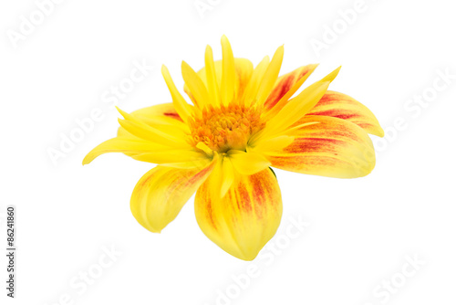 yellow dahlia