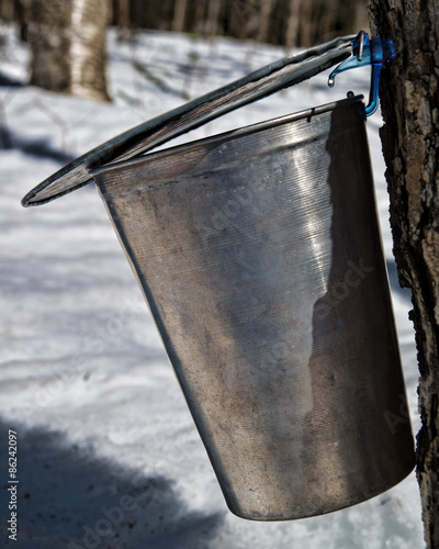 A drop of maple sap dripping into a bucket