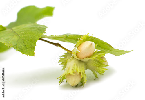 hazelnuts photo