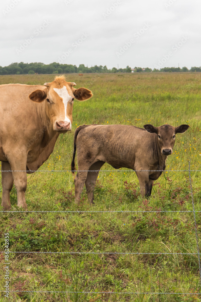 cows in a lush green pasture