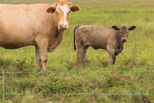 cows in a lush green pasture