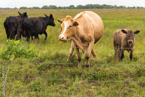 Fototapeta Naklejka Na Ścianę i Meble -  cows in a lush green pasture