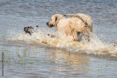 Chocolate lab and Irish Wolfhound playing in flood waters at a dogpark in Houston Texas © Casey E Martin