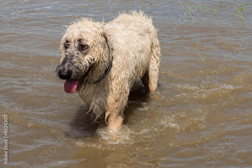 irish wolfhound dog playing in a flooded dogpark in Houston Texas © Casey E Martin