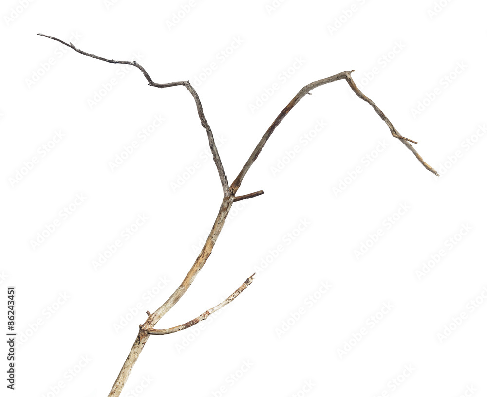 dry dead branch isolated on white background dry dead branch isolated on white background