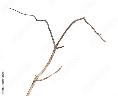 dry dead branch isolated on white background