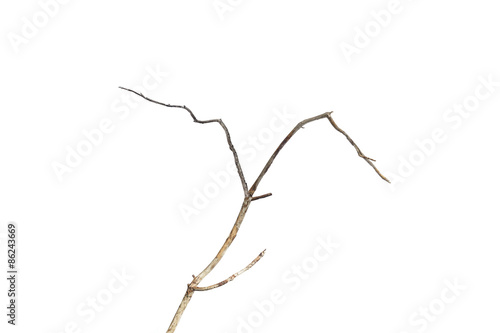 dry dead branch isolated on white background