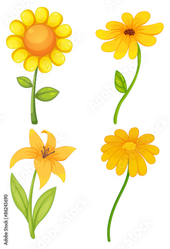 Yellow flowers