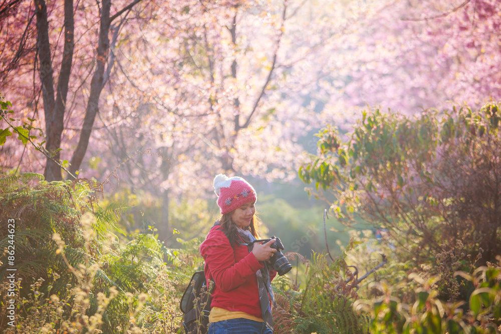 Obraz premium woman traveler take a photo and enjoying in cherry blossom garden, chiang mai.