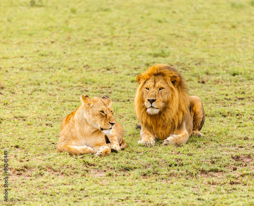 Wallpaper Mural Lion in nature Torontodigital.ca