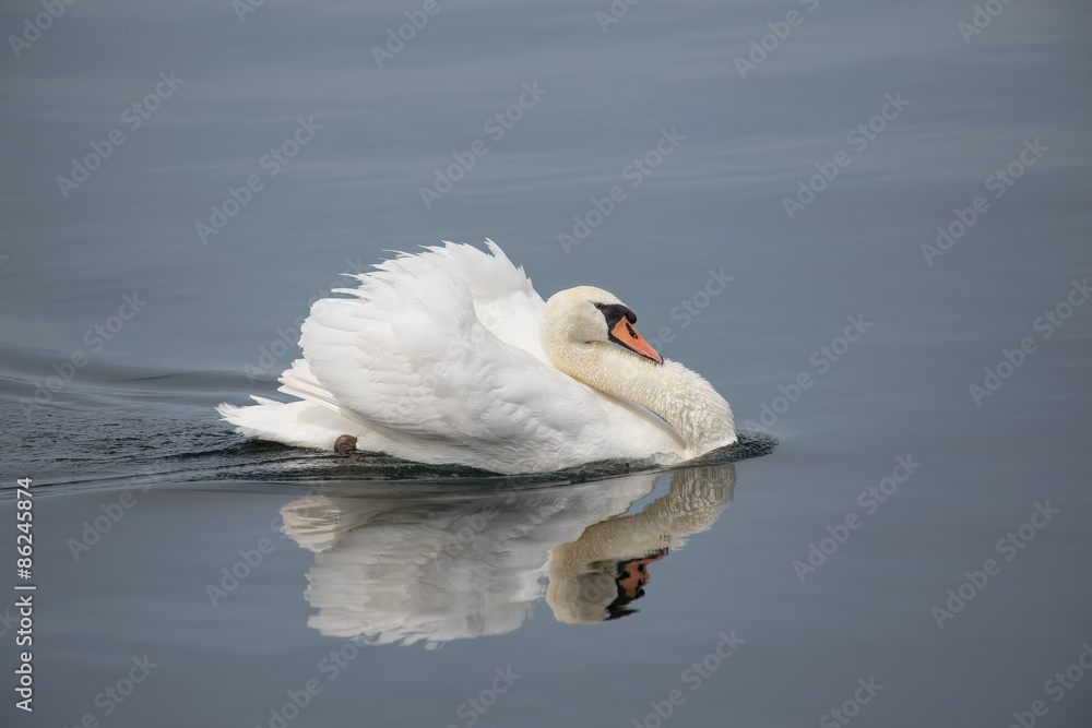 Naklejka premium White swan