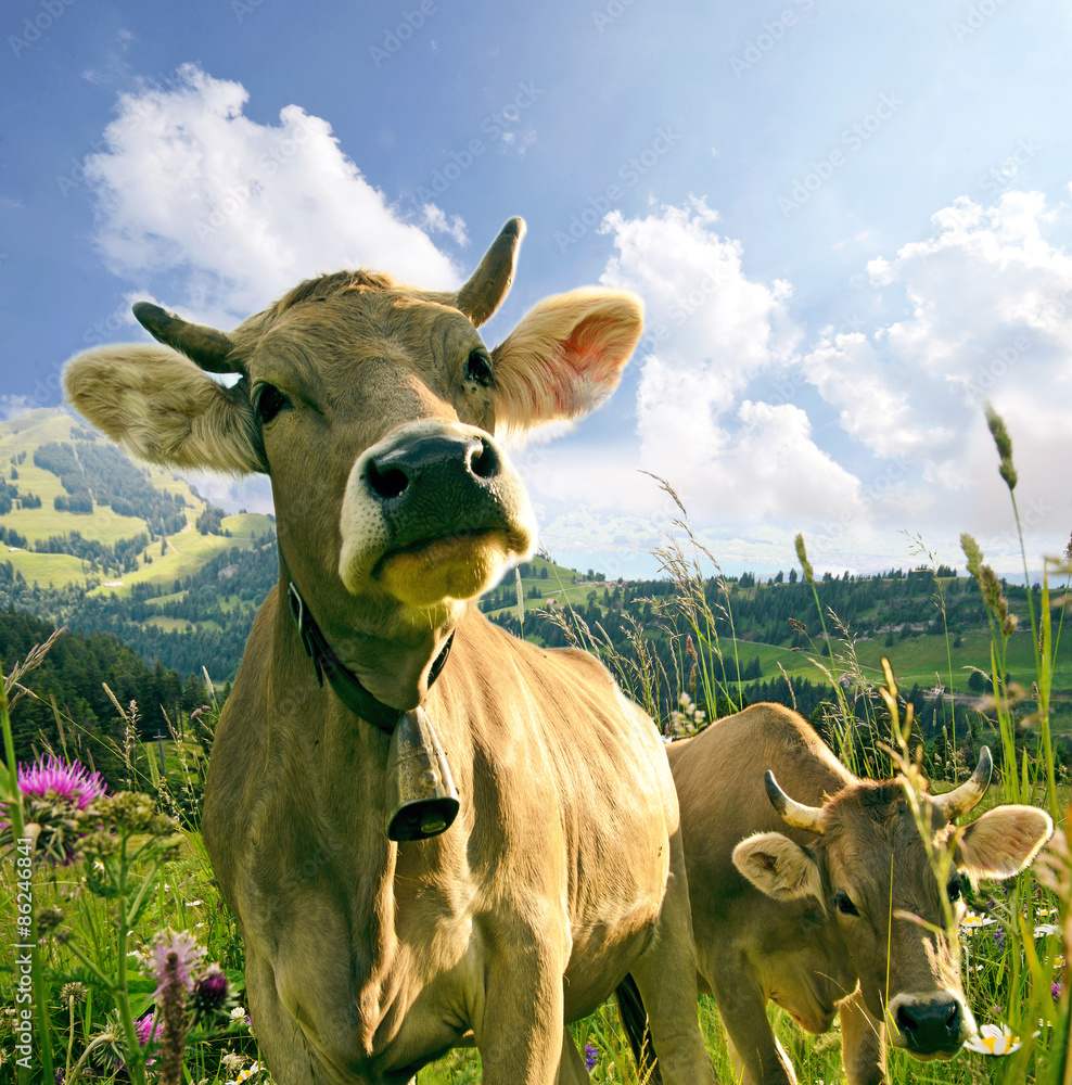 Wunschmotiv: Glückliche Schweizer Kühe, artgerechte Haltung :) #86246841