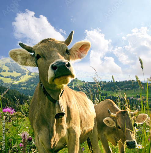 Glückliche Schweizer Kühe, artgerechte Haltung :)