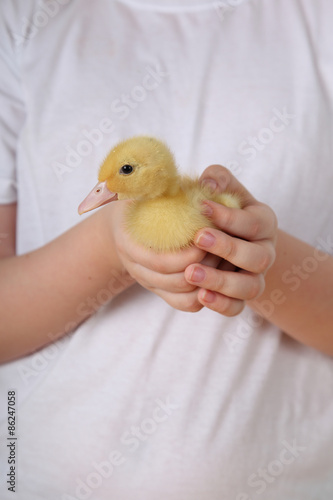 Yellow duckling in hands