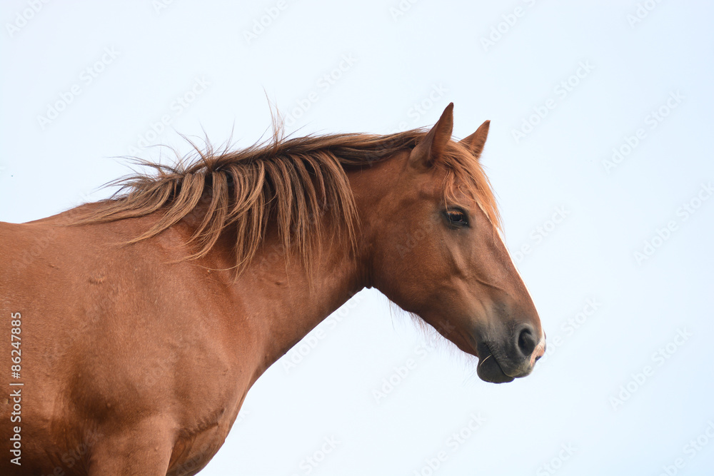 Fototapeta premium cavallo profilo - ritratto