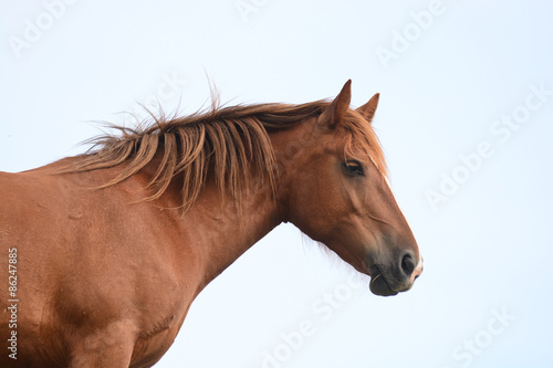 Fototapeta Naklejka Na Ścianę i Meble -  cavallo profilo - ritratto