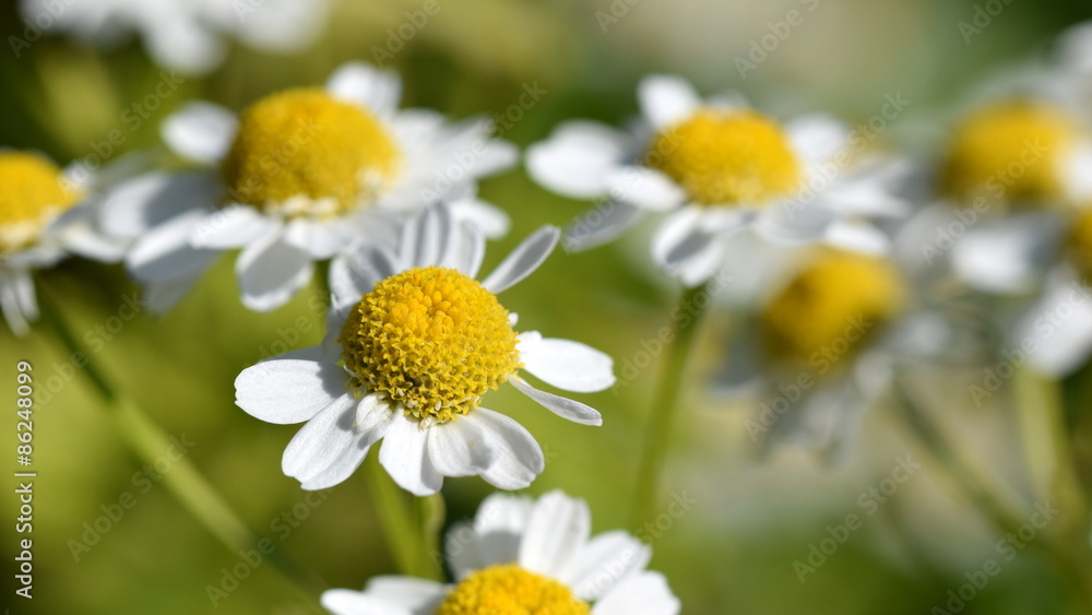 Tanacetum parthenium (Mutterkraut), macro Tanacetum parthenium (Mutterkraut), macro
