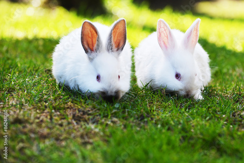 white rabbits