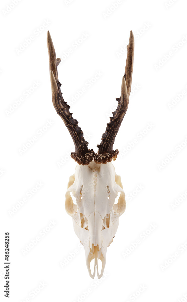 Fototapeta premium Animal skull with antlers isolated on white with clipping path