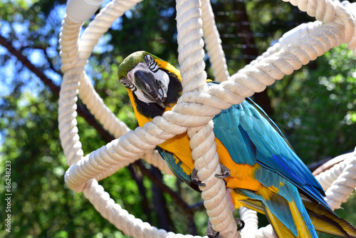 Fényképezés Blue and Gold Macaw in an aviary