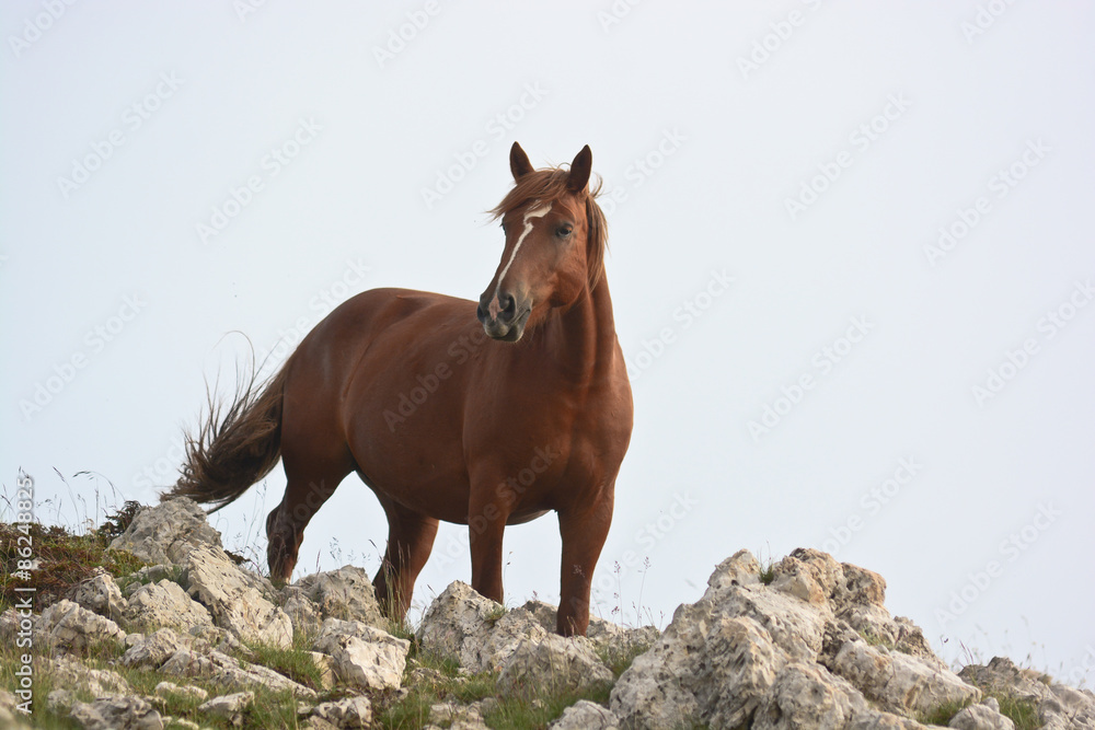 Obraz premium cavallo al pascolo in montagna