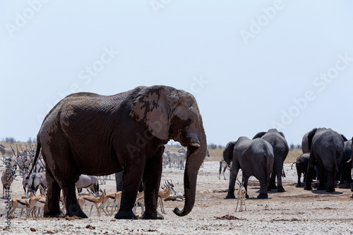 crowded waterhole with Elephants  zebras  springbok and orix