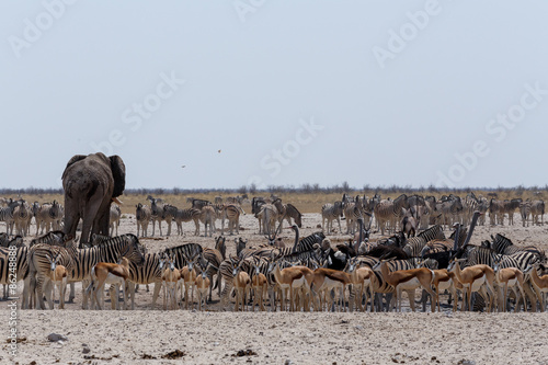 crowded waterhole with Elephants, zebras, springbok and orix