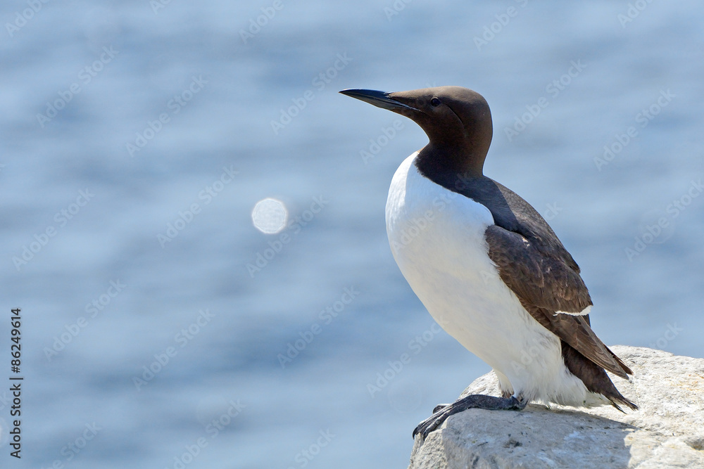 Guillemot, Farne Islands Nature Reserve, England Guillemot, Farne Islands Nature Reserve, England