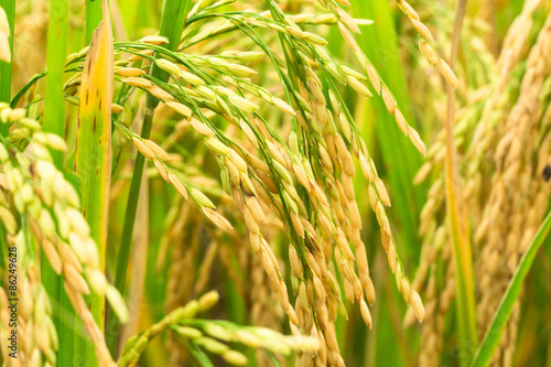rice field