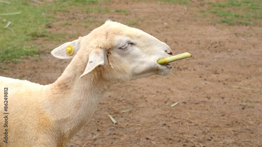 Sheep chewing grass in farm Sheep chewing grass in farm