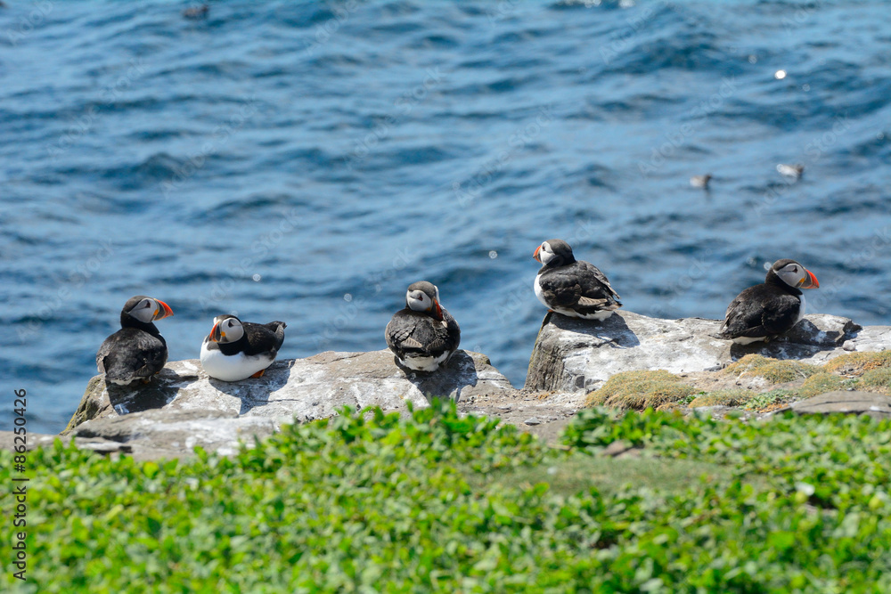 Fototapeta premium Atlantic puffins, Farne Islands Nature Reserve, England
