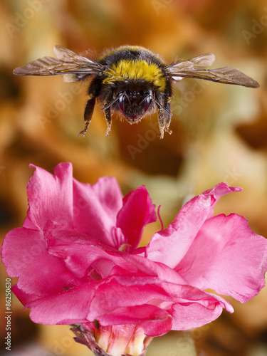 Close-up of a bumblebee, flying over a flower
