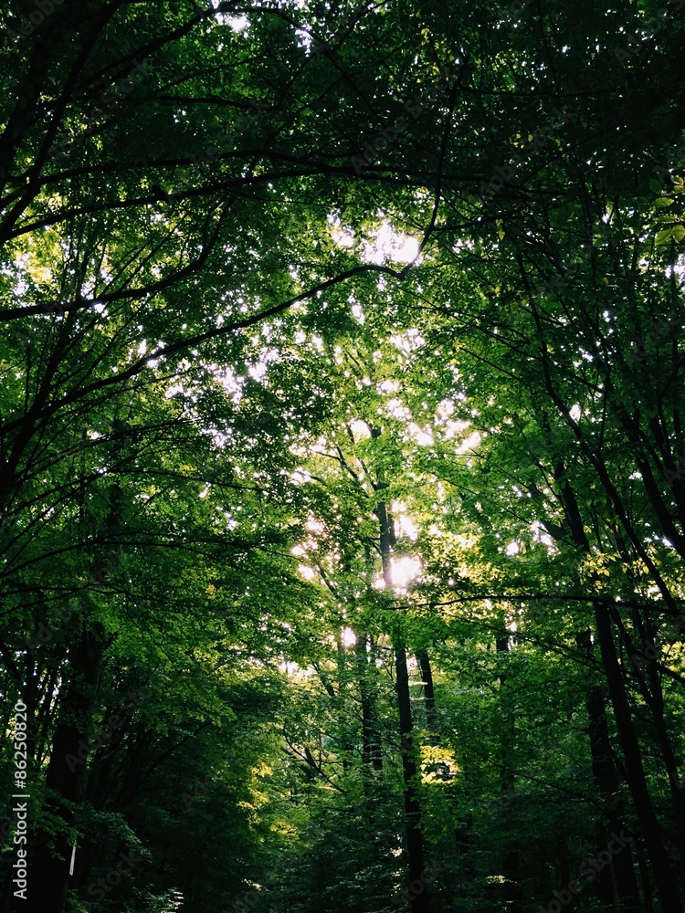 Fototapeta premium green forest