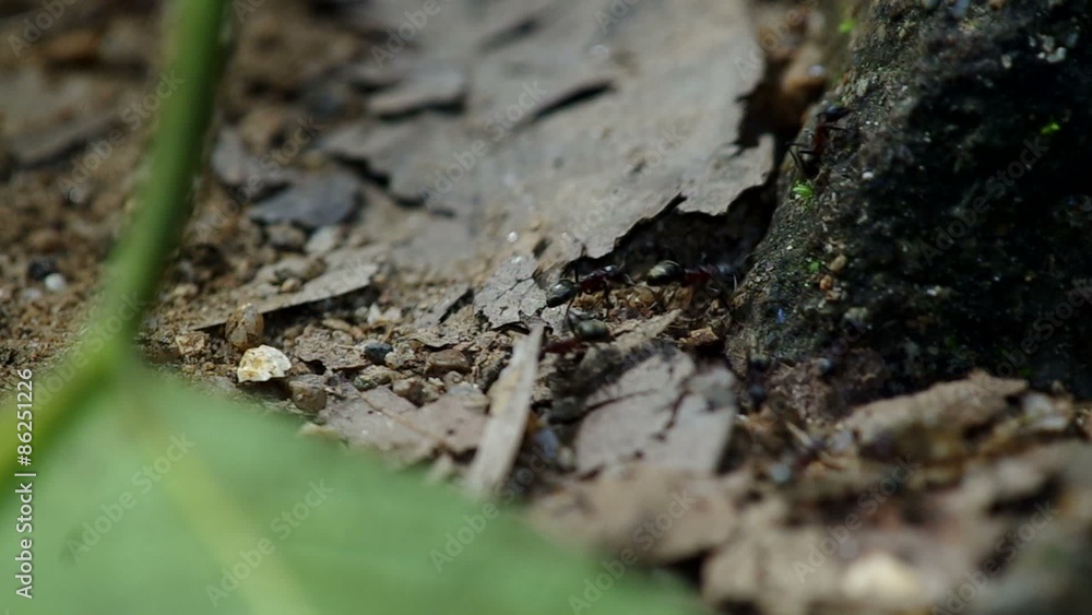 rack focus of black ants are walking in the dried leaf and the green leaf rack focus of black ants are walking in the dried leaf and the green leaf