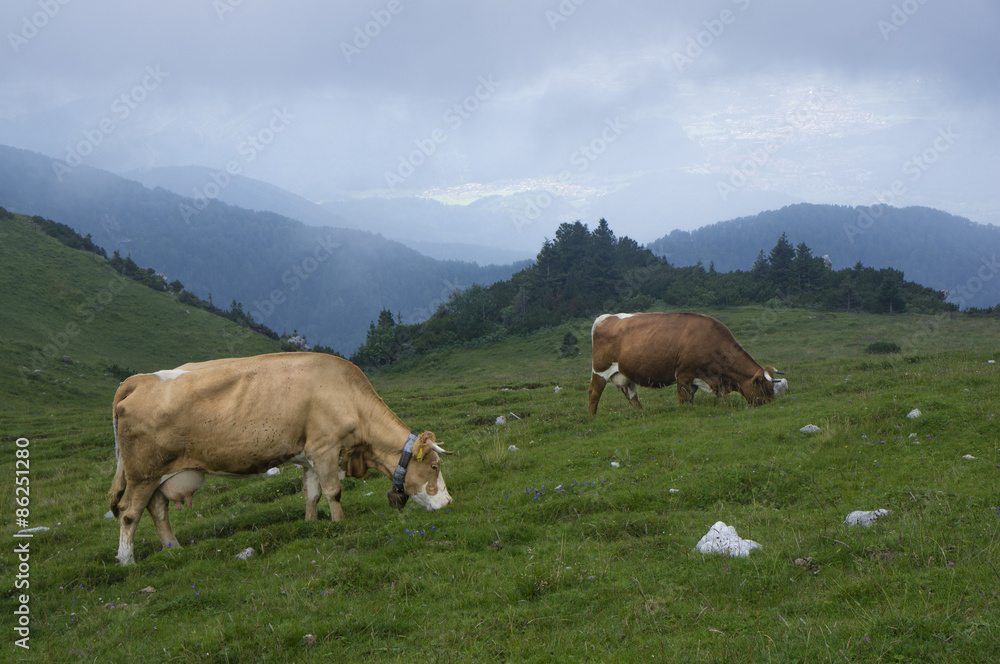 Cows grazing on Velika planina, Slovenia