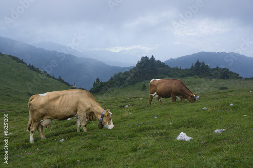 Cows grazing on Velika planina, Slovenia