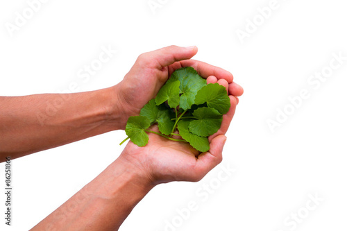 Hands holding gotukola leaves, isolated on a white background.